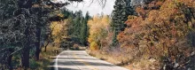 US 64 winding through Cimarron Canyon State Park among autumn aspens and pines, with the Cimarron River's trout-rich corridor alongside.