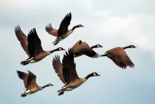 A flock of Canada geese flies in formation against a pale blue sky.