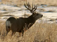 A fork-antlered mule deer buck stands in dry grass with patches of snow behind it.