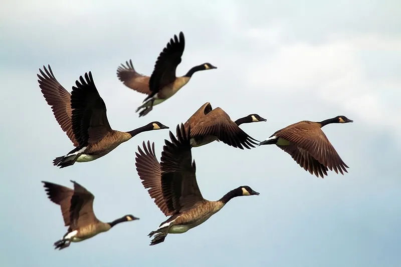 A flock of Canada geese flies in formation against a pale blue sky.