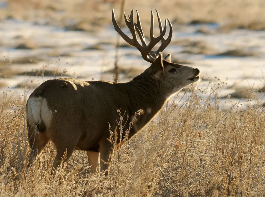 A fork-antlered mule deer buck stands in dry grass with patches of snow behind it.